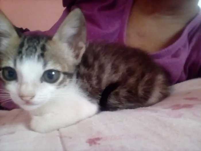 Gato ra a ??? idade 2 a 6 meses nome ??