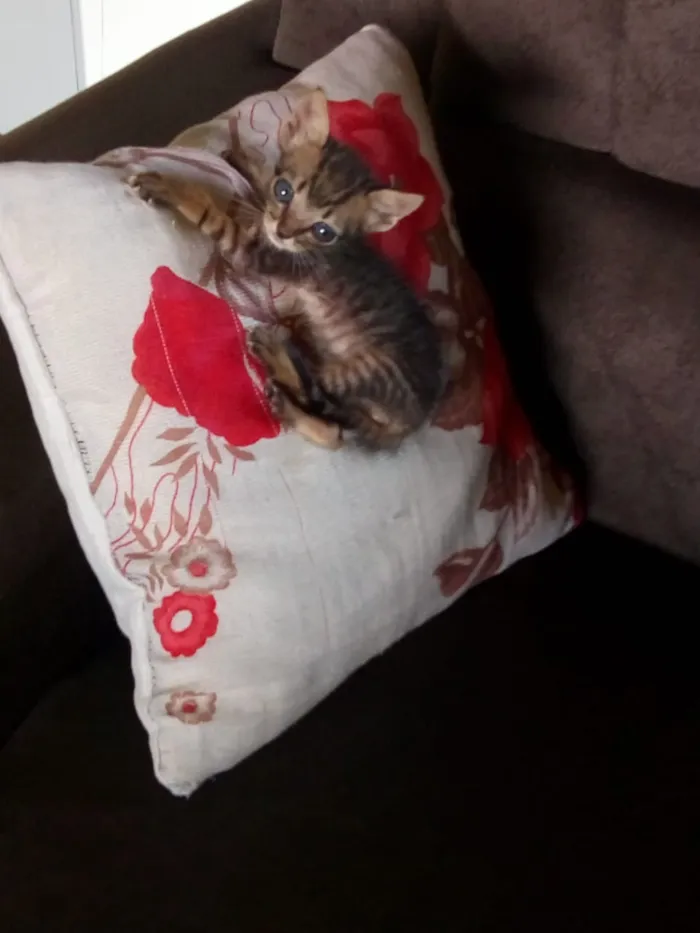 Gato ra a ??? idade 2 a 6 meses nome ??
