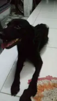 Bela