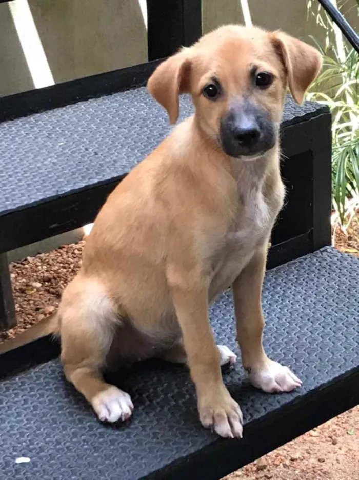 Cachorro ra a vira lata idade 2 a 6 meses nome Diana 
