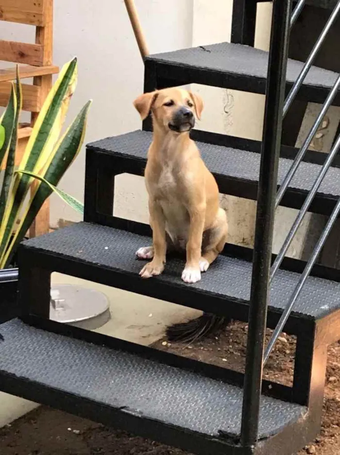 Cachorro ra a vira lata idade 2 a 6 meses nome Diana 