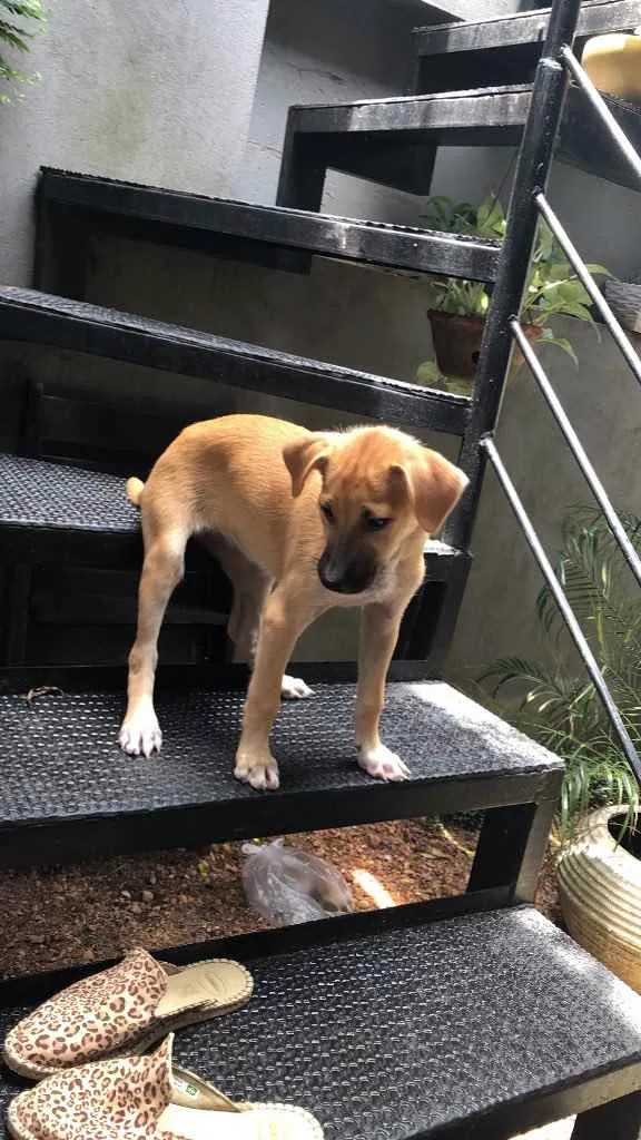 Cachorro ra a vira lata idade 2 a 6 meses nome Diana 