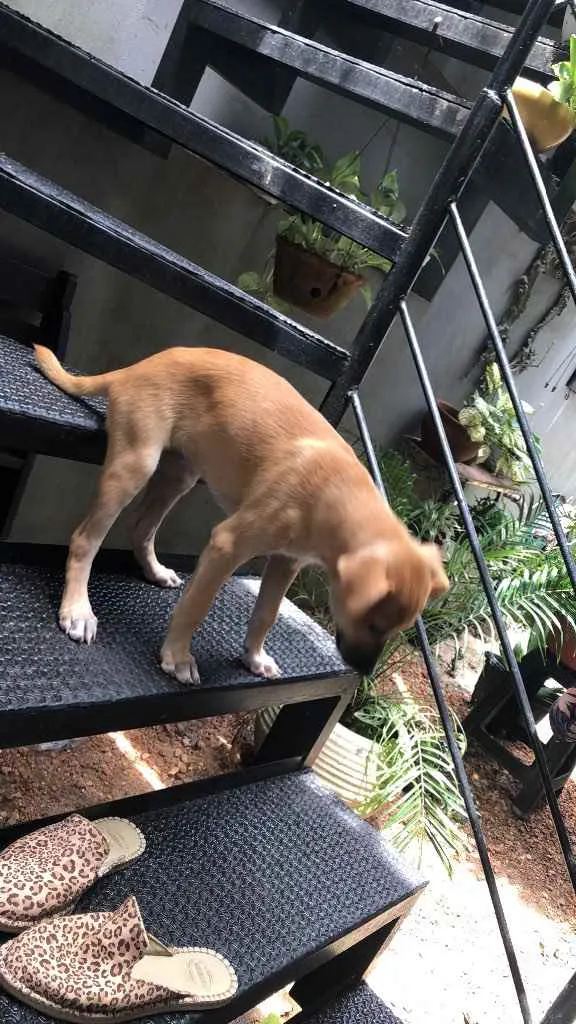 Cachorro ra a vira lata idade 2 a 6 meses nome Diana 