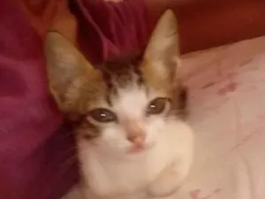 Gato raça ??? idade 2 a 6 meses nome ??