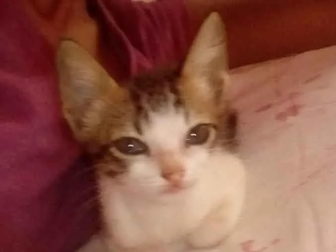 Gato ra a ??? idade 2 a 6 meses nome ??