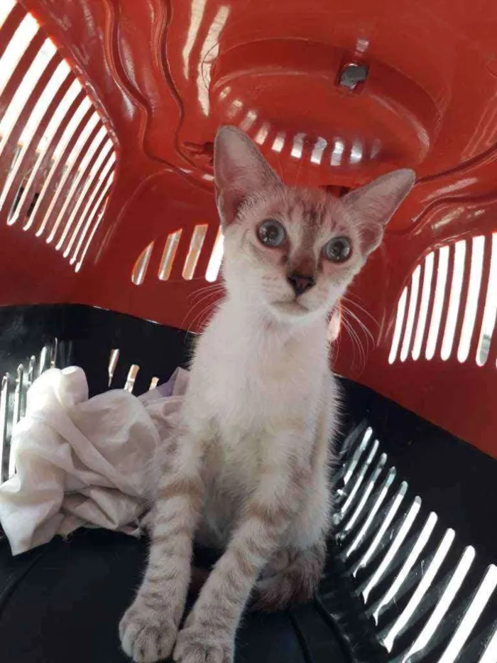 Gato ra a SRD idade 2 a 6 meses nome Siames