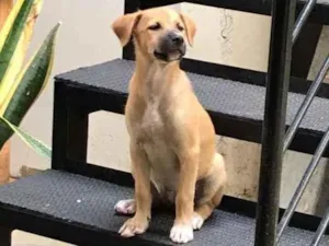 Cachorro raça vira lata idade 2 a 6 meses nome Diana 