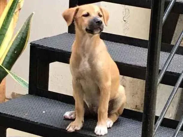 Cachorro ra a vira lata idade 2 a 6 meses nome Diana 