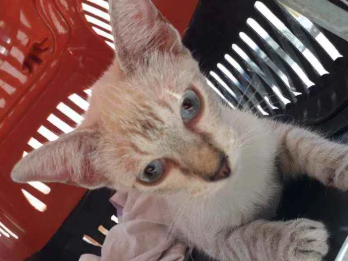Gato ra a SRD idade 2 a 6 meses nome Siames