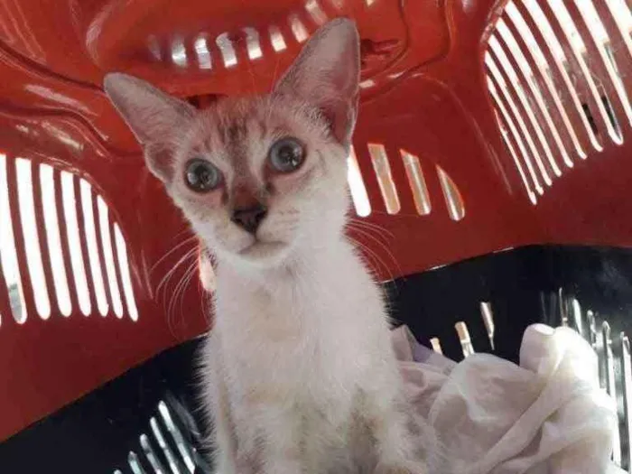 Gato ra a SRD idade 2 a 6 meses nome Siames