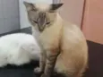 Mimosa 