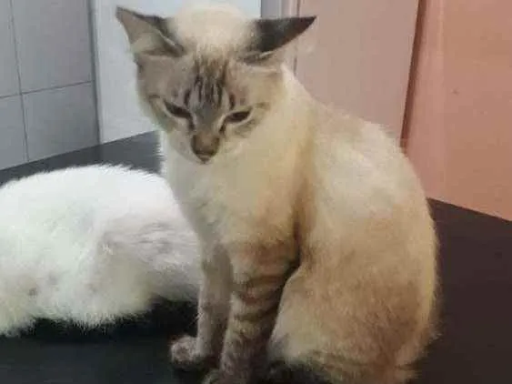 Gato ra a Srd idade 1 ano nome Mimosa 