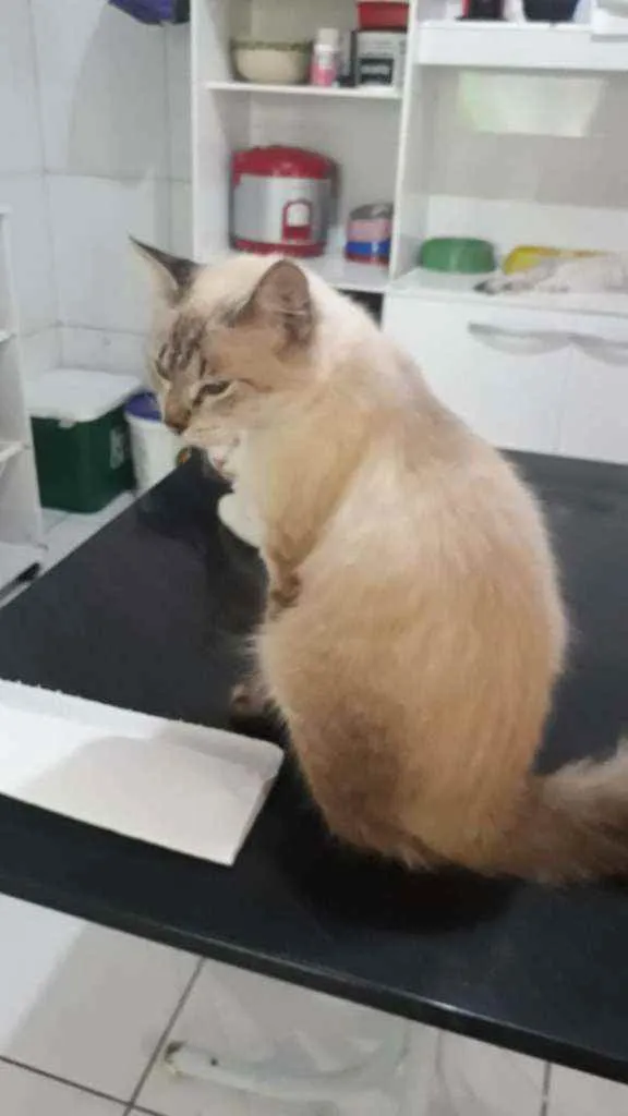 Gato ra a Srd idade 1 ano nome Mimosa 