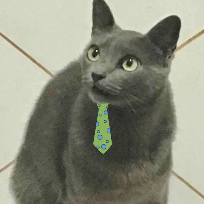 Gato ra a SRD idade 6 ou mais anos nome Blue 