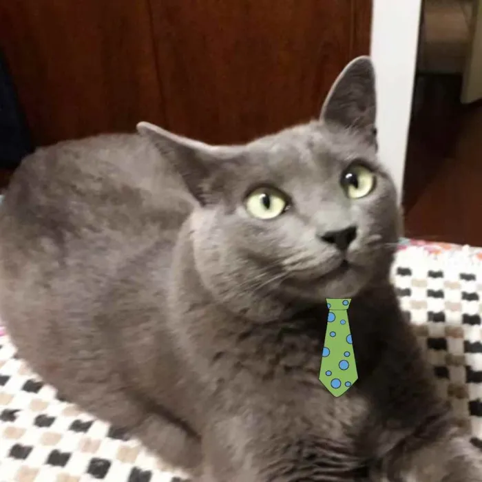 Gato ra a SRD idade 6 ou mais anos nome Blue 