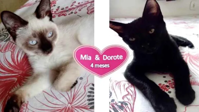 Gato ra a Siamesa e mestiça  idade 2 a 6 meses nome Mia e Dorote 