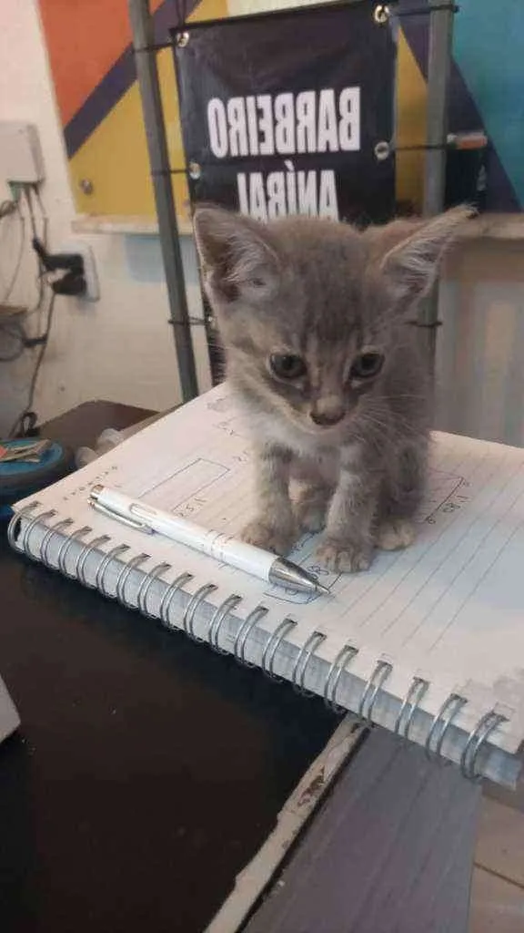 Gato ra a Srd idade 2 a 6 meses nome Cinza