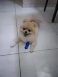 Luppy