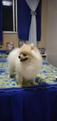 Luppy