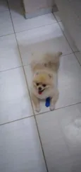 Luppy