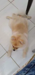 Luppy