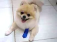Luppy