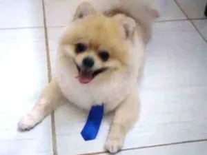 Cachorro raça Spitz alemão anao idade 2 anos nome Luppy