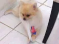 Luppy