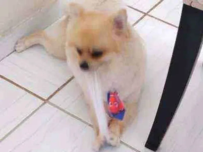 Cachorro ra a Spitz alemão anao idade 2 anos nome Luppy