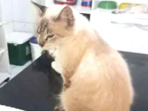 Gato raça Srd idade 1 ano nome Mimosa 