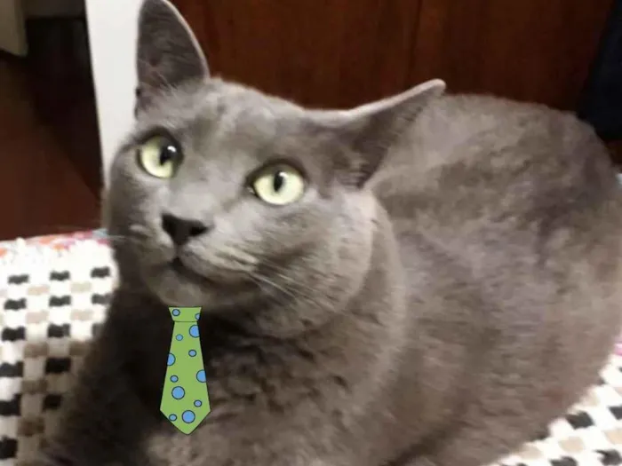 Gato ra a SRD idade 6 ou mais anos nome Blue 