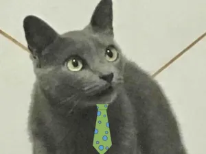 Gato raça SRD idade 6 ou mais anos nome Blue 