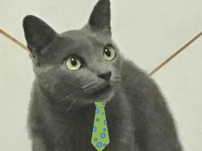 Gato ra a SRD idade 6 ou mais anos nome Blue 