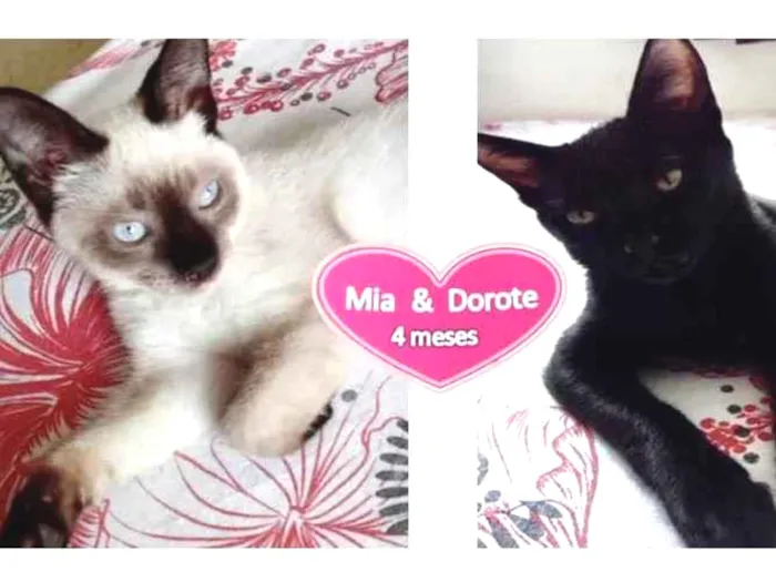 Gato ra a Siamesa e mestiça  idade 2 a 6 meses nome Mia e Dorote 