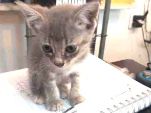 Gato raça Srd idade 2 a 6 meses nome Cinza