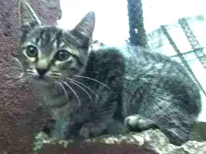Gato raça Srd idade 2 a 6 meses nome Filhotinho