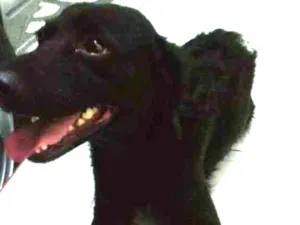 Cachorro raça SRD-ViraLata idade 1 ano nome Bela