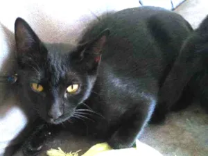 Gato raça Srd idade 2 a 6 meses nome Black