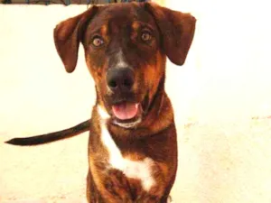 Cachorro raça Srd idade 7 a 11 meses nome Scooby 