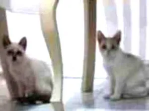 Gato raça SRD idade 2 a 6 meses nome Maiara e Maraisa