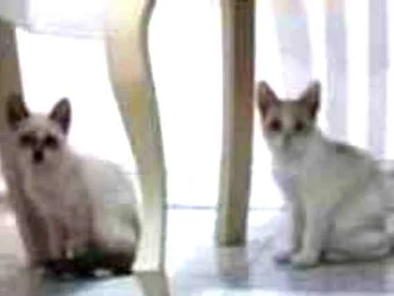 Gato ra a SRD idade 2 a 6 meses nome Maiara e Maraisa