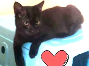 Gato raça Srd idade 2 a 6 meses nome Nego Di 