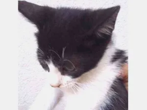 Gato raça Comum idade Abaixo de 2 meses nome Lindo