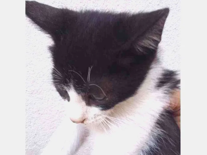 Gato ra a Comum idade Abaixo de 2 meses nome Lindo
