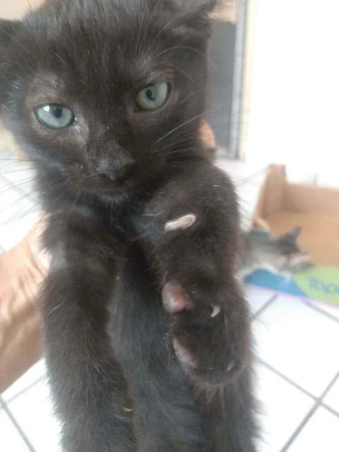 Gato raça Srd idade Abaixo de 2 meses nome Betinho