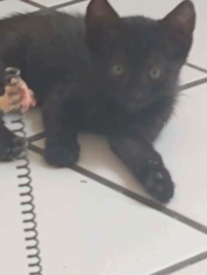 Gato raça Srd idade Abaixo de 2 meses nome Betinho