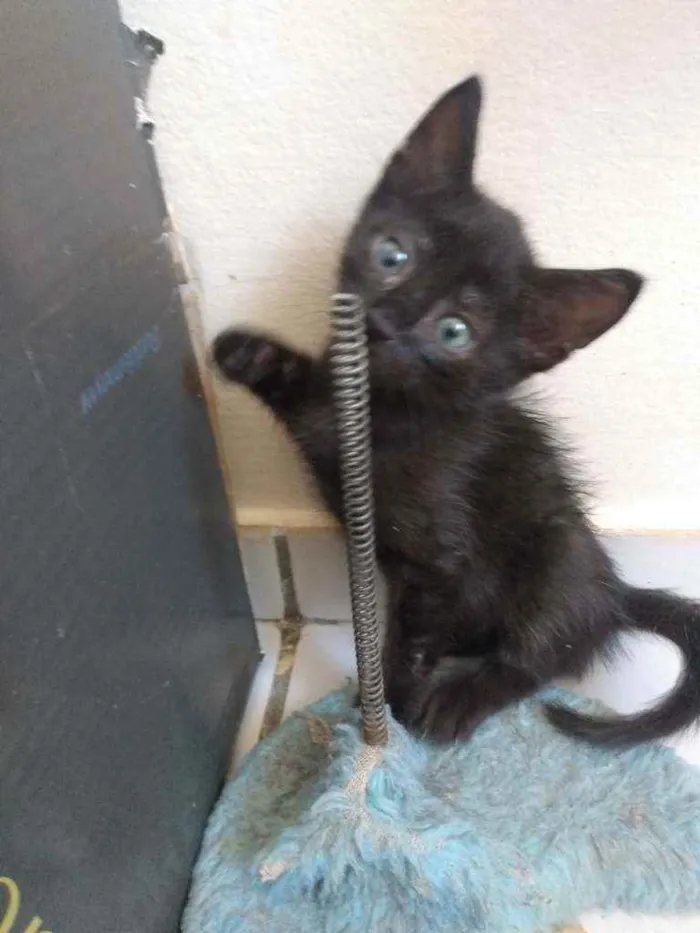 Gato raça Srd idade Abaixo de 2 meses nome Betinho