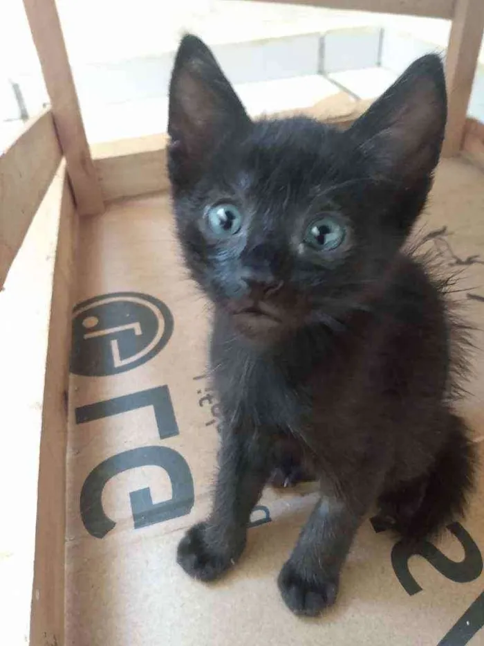 Gato raça Srd idade Abaixo de 2 meses nome Betinho