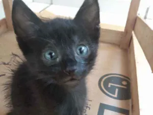Gato raça Srd idade Abaixo de 2 meses nome Betinho