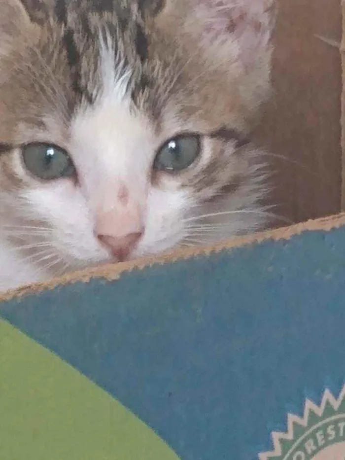 Gato raça Srd idade Abaixo de 2 meses nome Riquinho